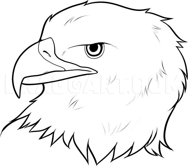 How To Draw An Eagle Head, Step by Step, Drawing Guide, by Dawn DragoArt