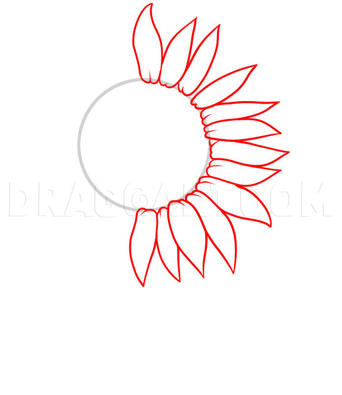 How To Draw A Sunflower, Step by Step, Drawing Guide, by Dawn - DragoArt