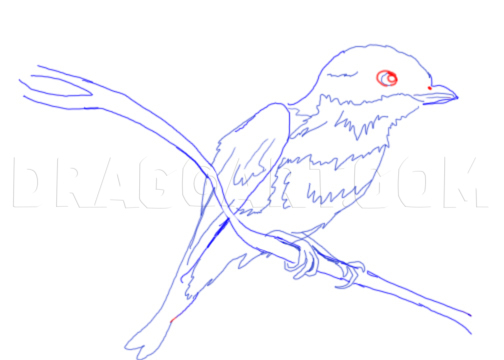 How To Draw A Bluebird, Step by Step, Drawing Guide, by corelila - DragoArt