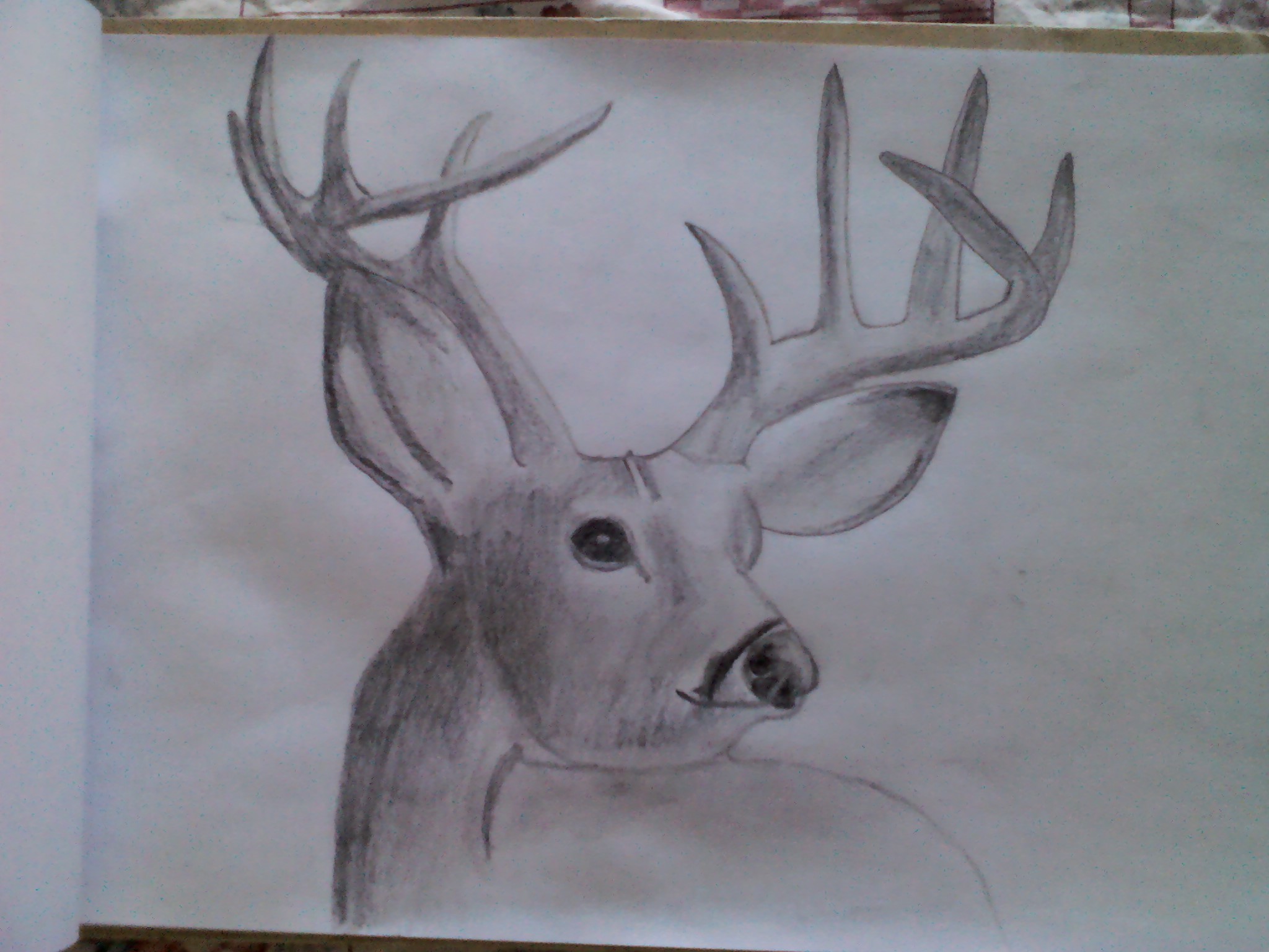 Deer