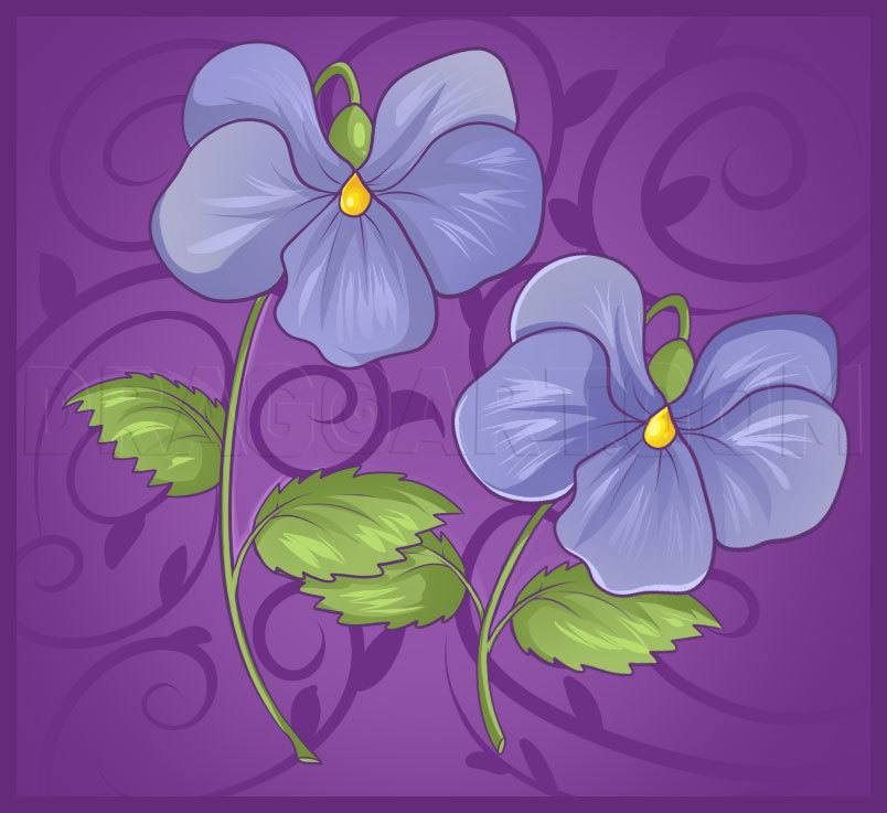 How To Draw Violets Step By Step Drawing Guide By Dawn Dragoart Com