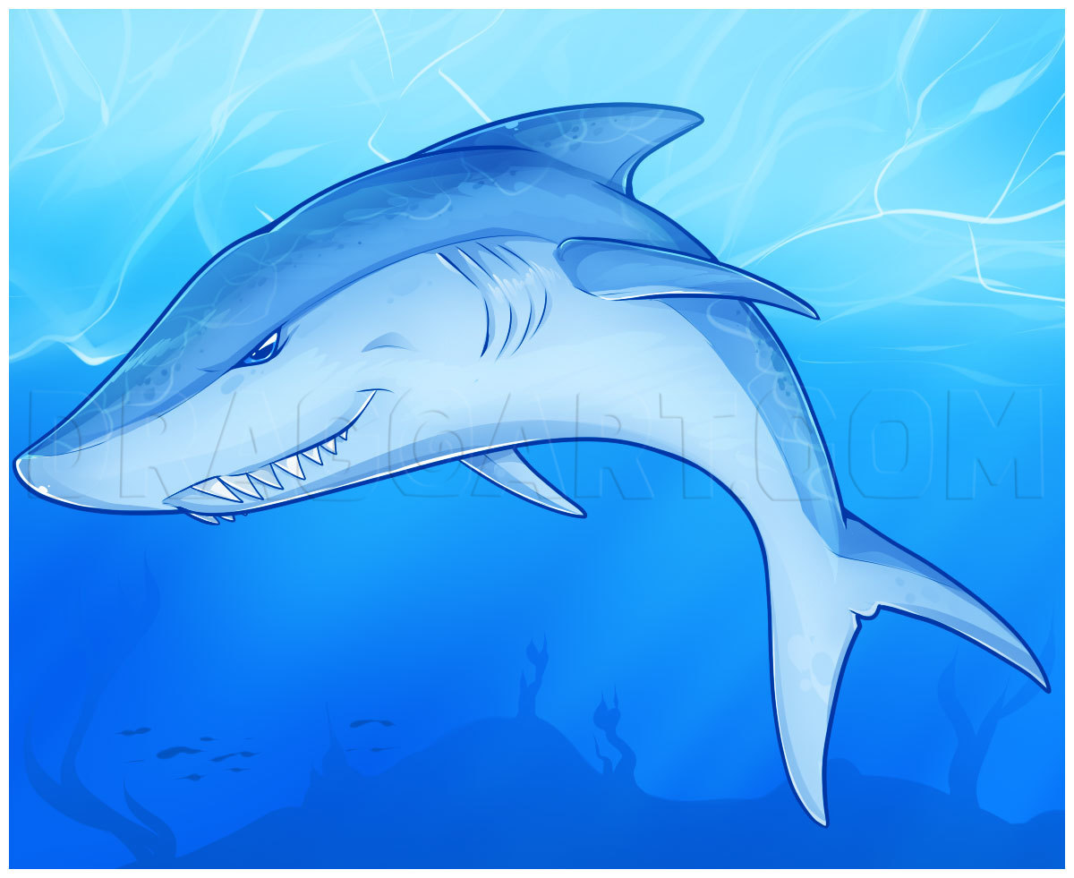 simple shark sketch