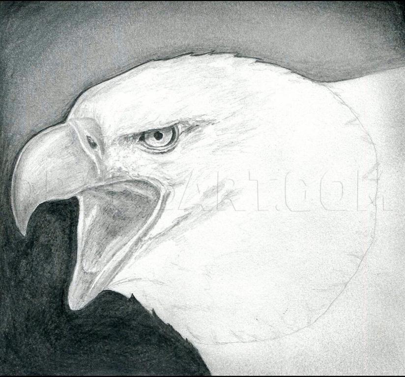 How To Draw A Bald Eagle, Step by Step, Drawing Guide, by finalprodigy