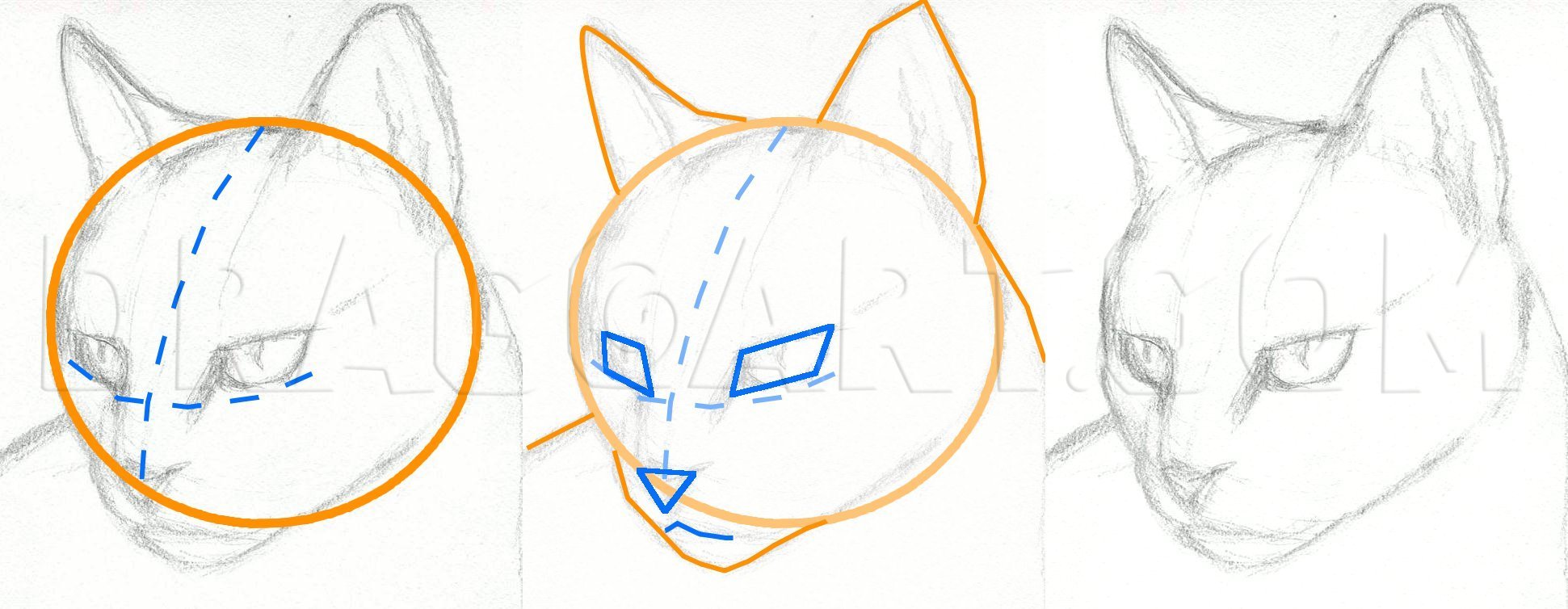 how to draw a cat step by step realistic