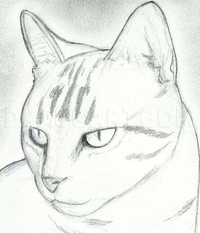 how to draw a realistic cat step by step