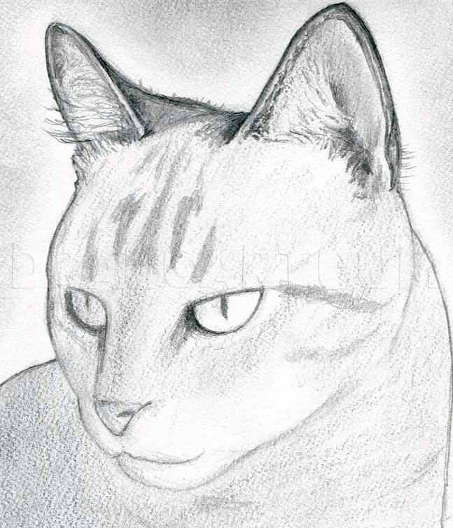 simple cat pencil drawing