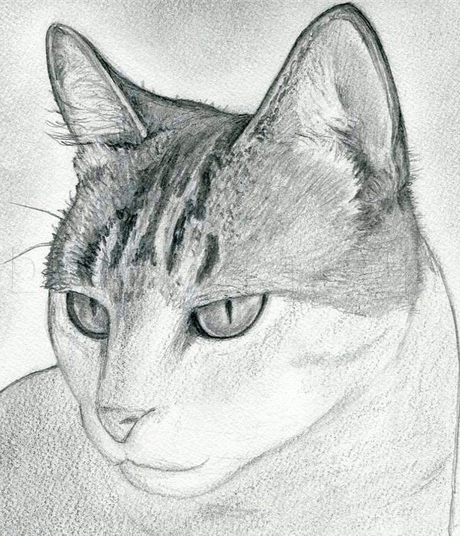 How To Draw A Cat Head Draw A Realistic Cat Step By Step Drawing Guide By Finalprodigy Dragoart Com