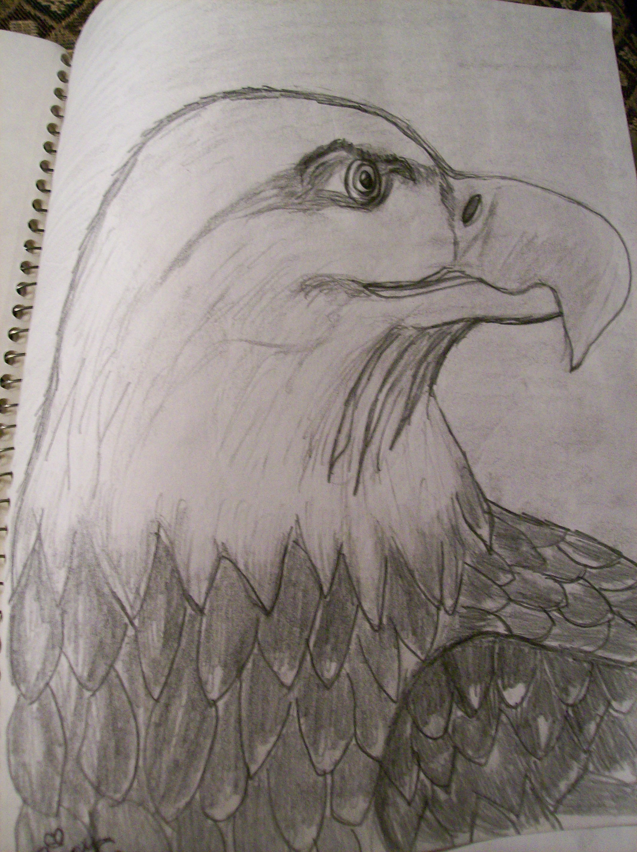 eagle drawing full body