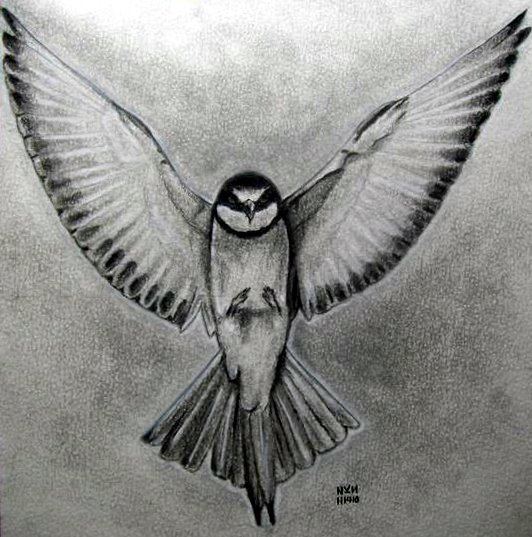 Draw realistic bird