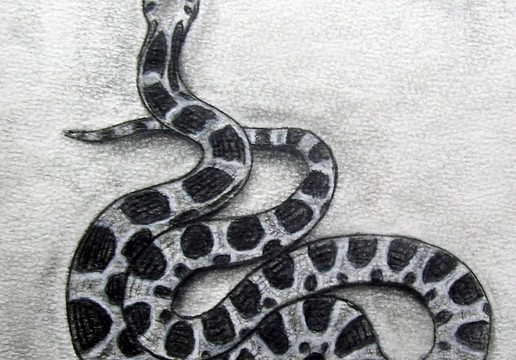 Featured image of post Snake Head Realistic Snake Drawing Easy How to draw a realistic snake time lapse