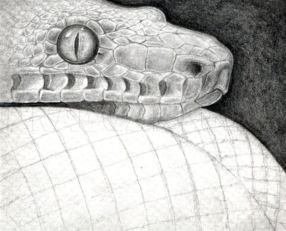 how to draw a realistic snake head