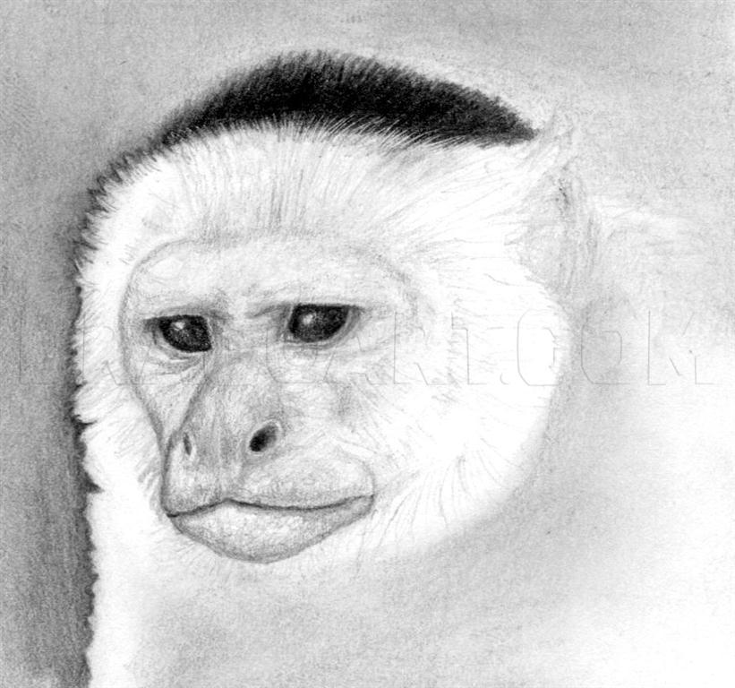 realistic monkey face drawing