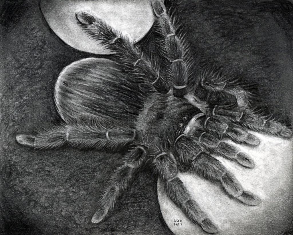 How To Draw A Realistic Spider How To Draw A Realistic Spider
