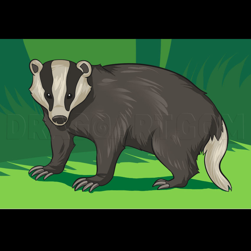 How To Draw A Badger, Step by Step, Drawing Guide, by Dawn | dragoart.com