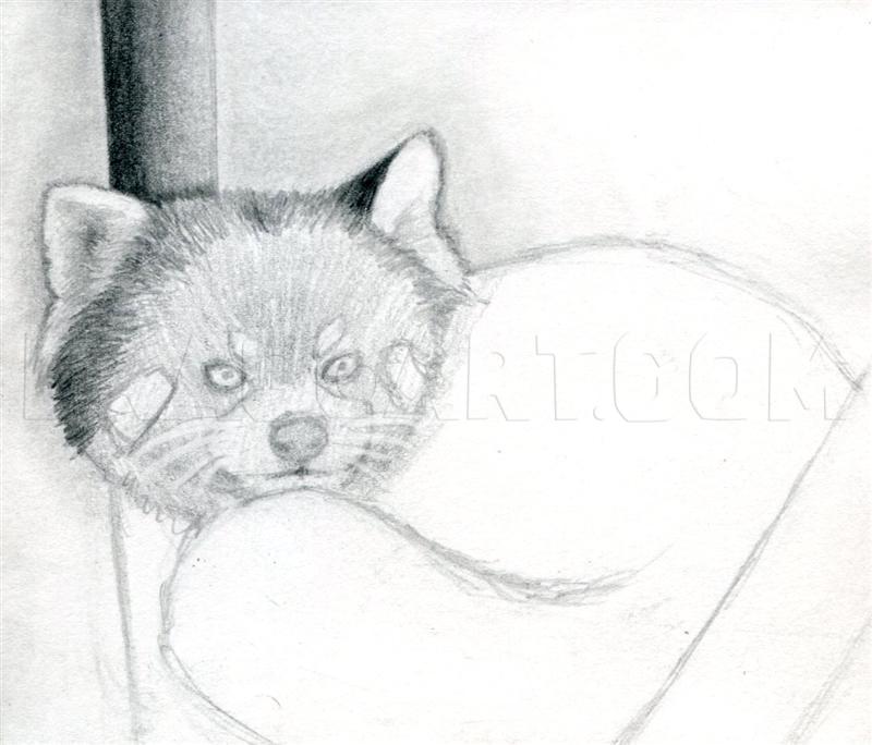 red panda pencil drawing