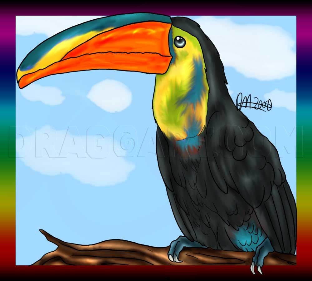 Toucan Bird Drawing Step By Step