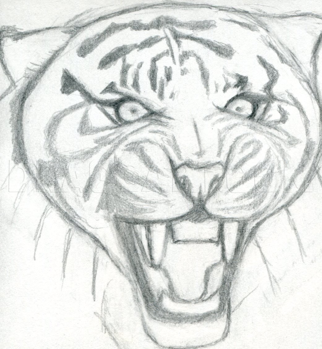 easy roaring tiger drawing