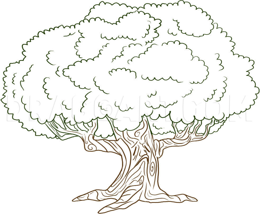 oak tree drawing color