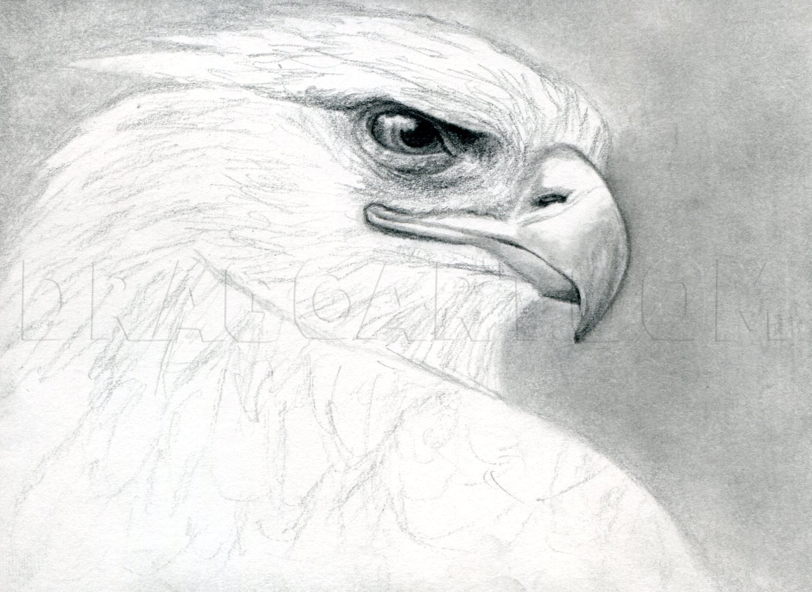 golden eagle drawing