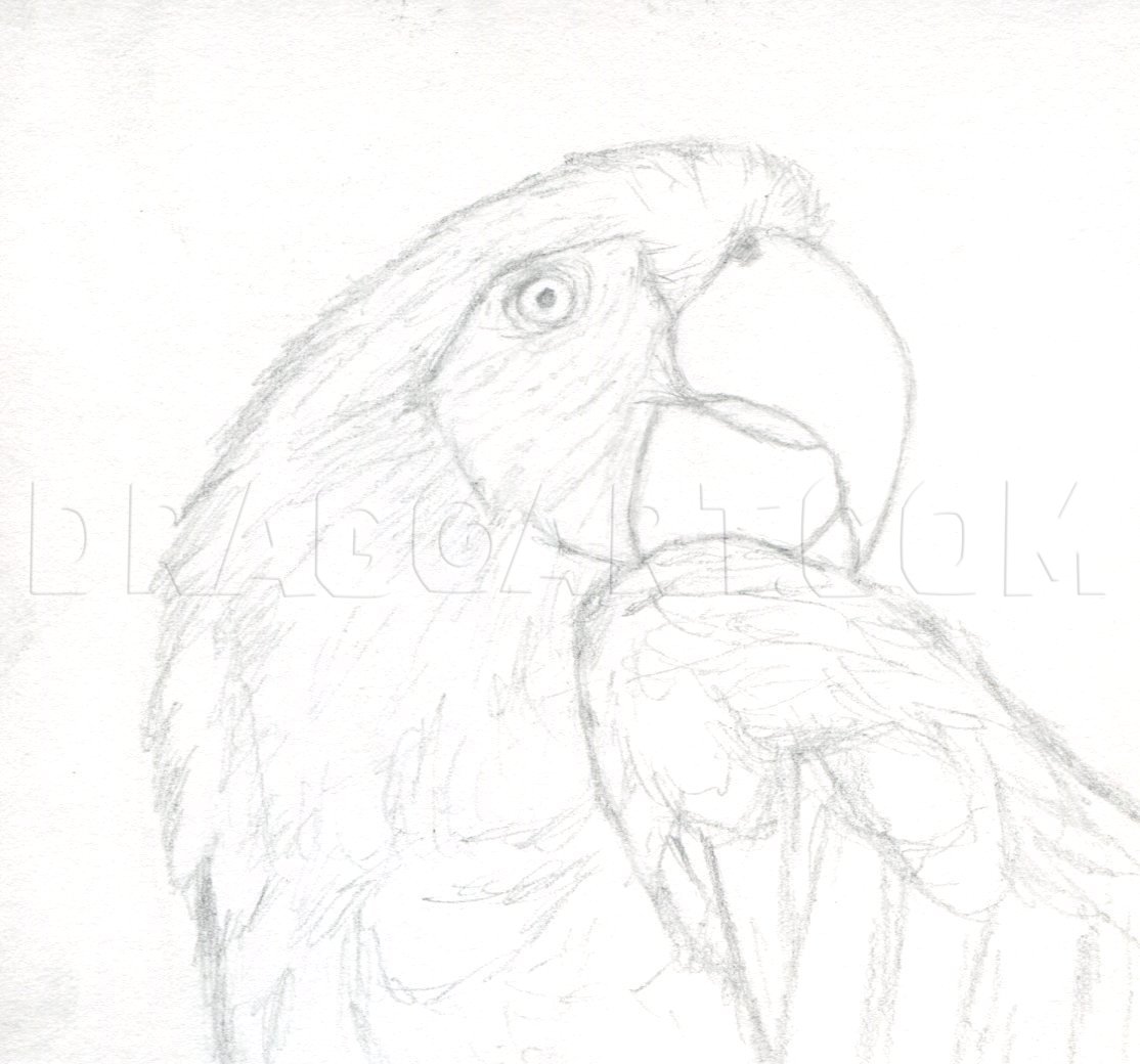 Featured image of post How To Draw A Parrot Step By Step It is possible to paint a parrot with watercolor or crayons