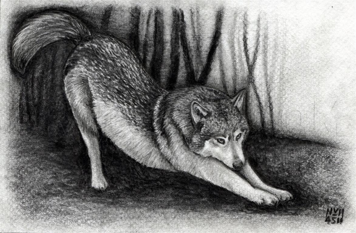 wolf sketch