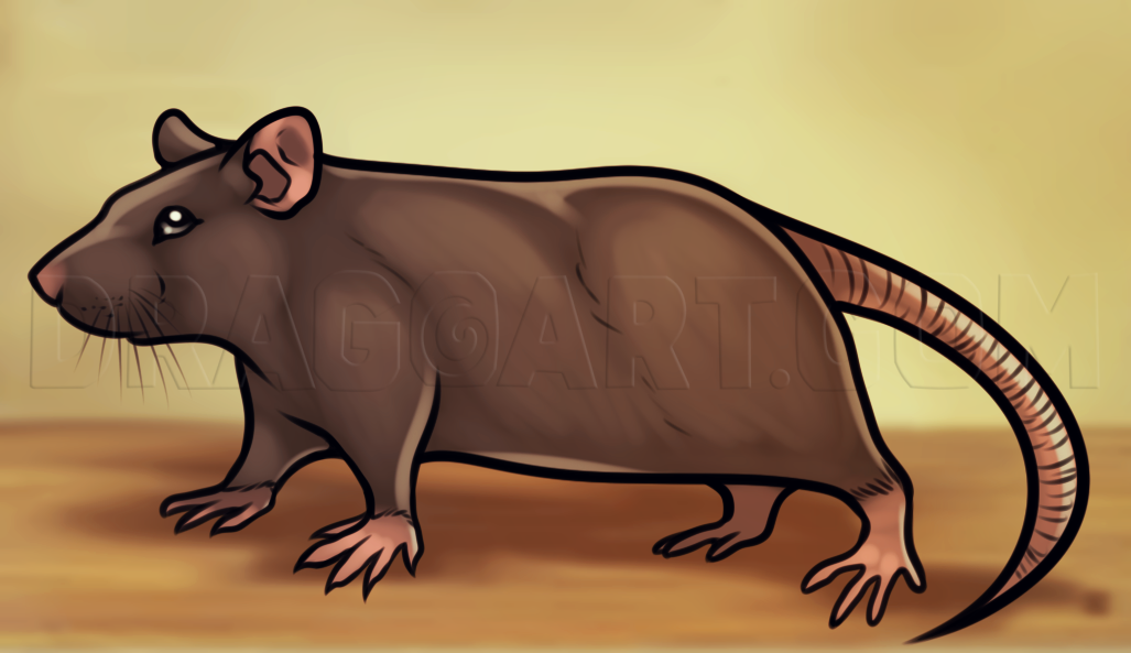 How To Draw A Rat, Step by Step, Drawing Guide, by Dawn DragoArt