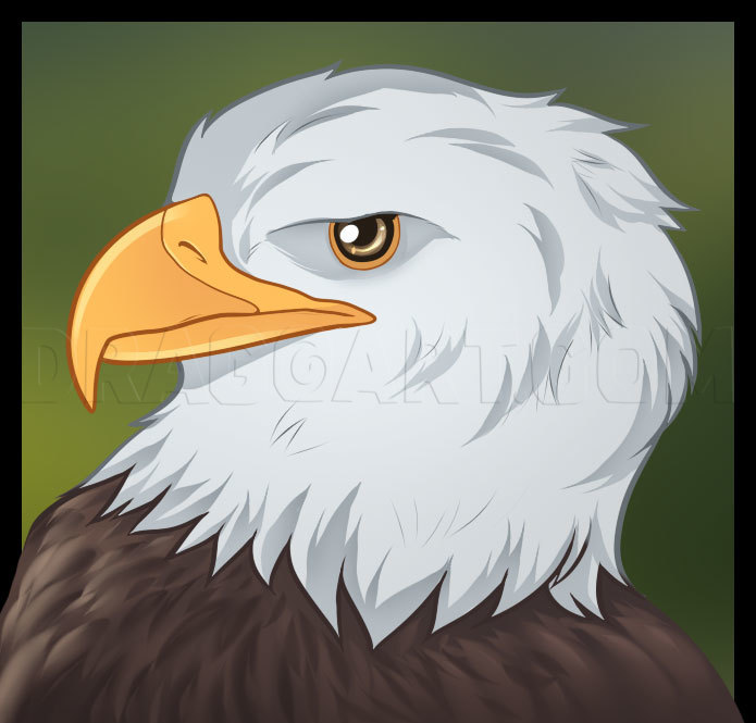 simple eagle head sketch