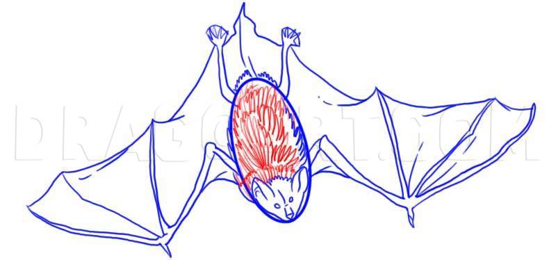 How To Draw A Bat by Dawn | dragoart.com