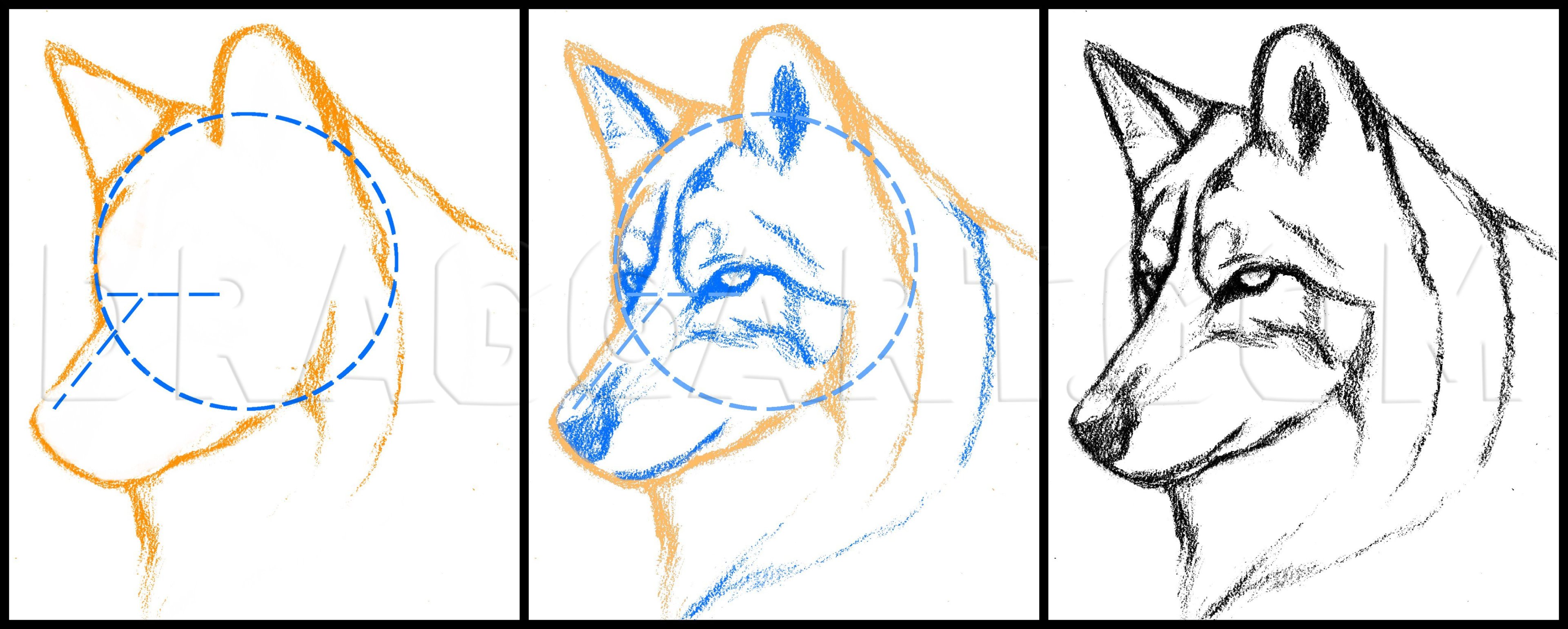 how to draw wolf head step by step