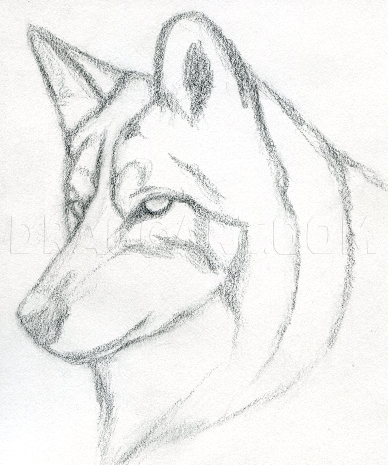 pencil drawing of a wolf