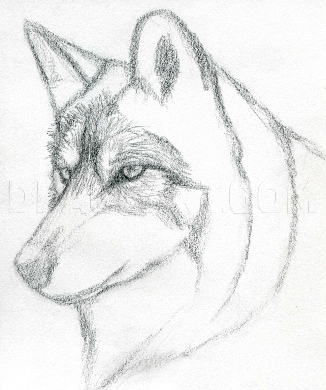 wolf drawings to trace