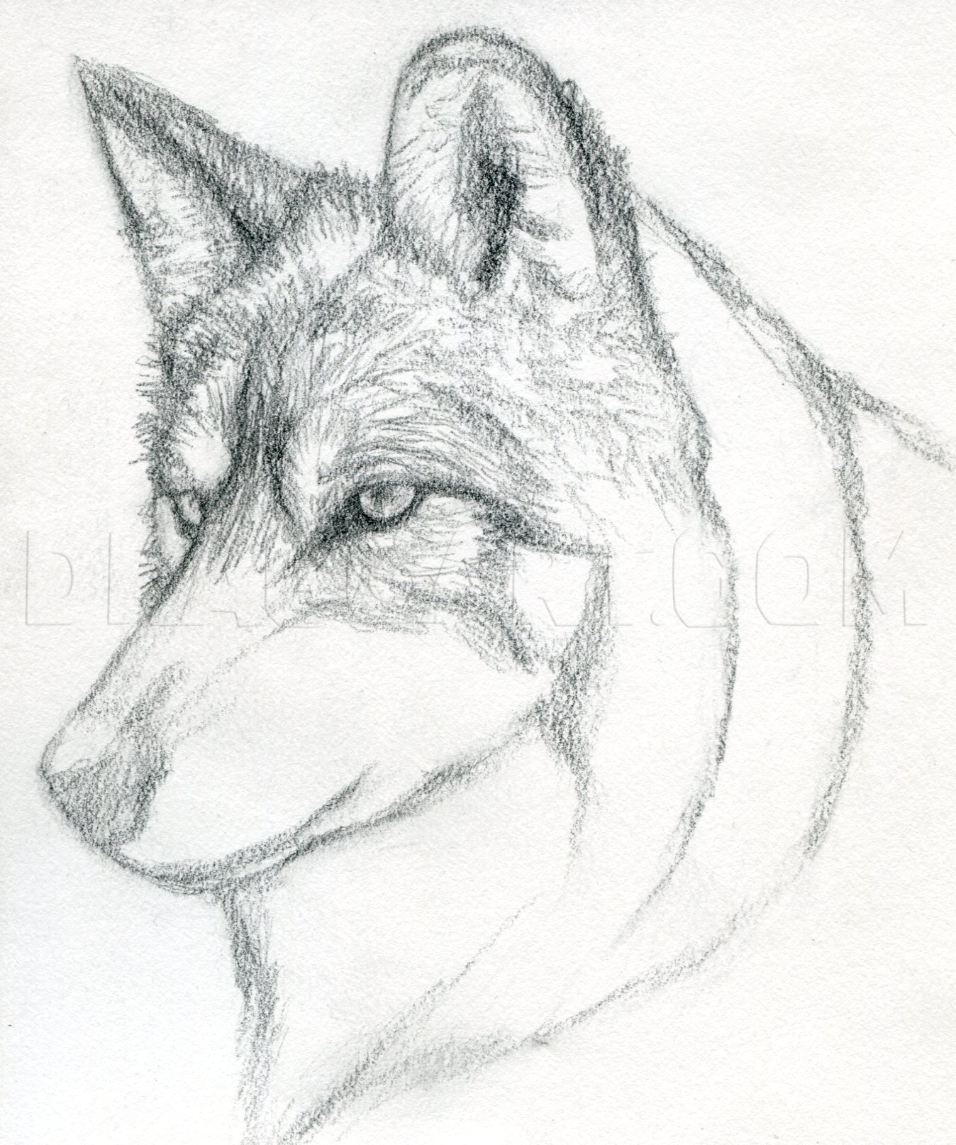 How To Draw A Wolf Head Mexican Wolf Step By Step Drawing Guide By Finalprodigy Dragoart Com