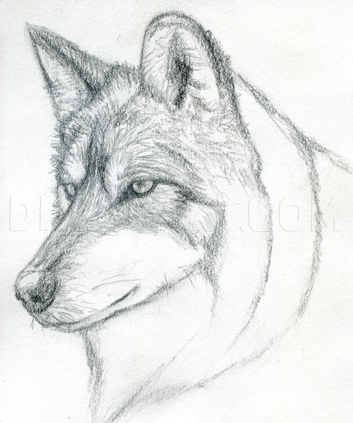 wolf head drawing step step