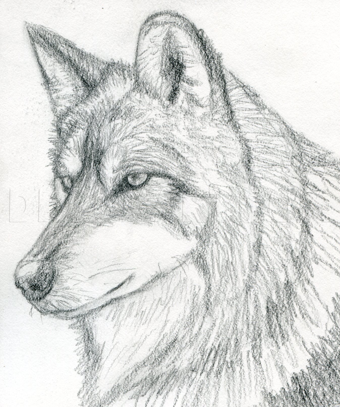 Featured image of post Dragoart com Wolf How to draw a wolf head mexican wolf step by step drawing guide by finalprodigy