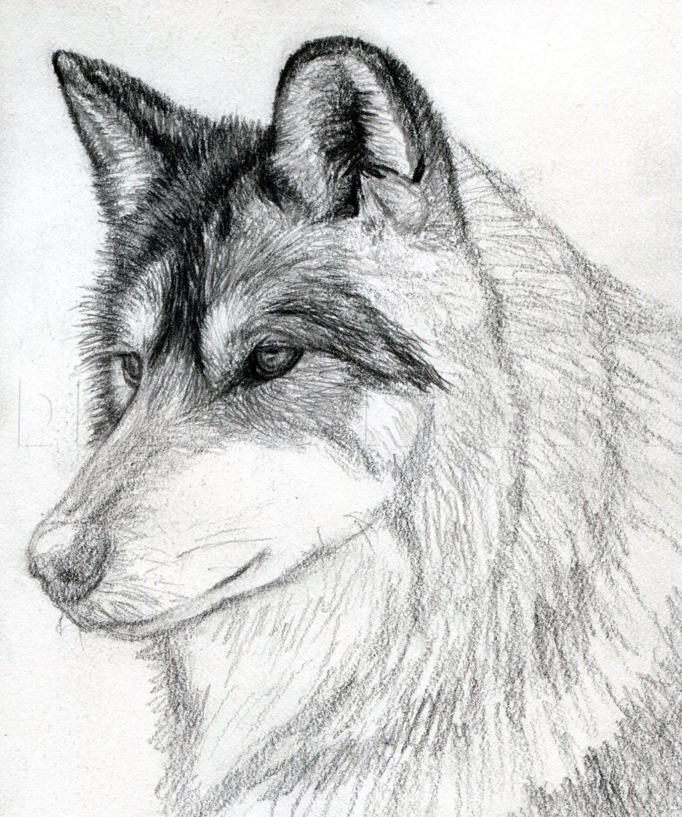 How To Draw A Wolf Head Mexican Wolf Step By Step Drawing Guide By Finalprodigy Dragoart Com