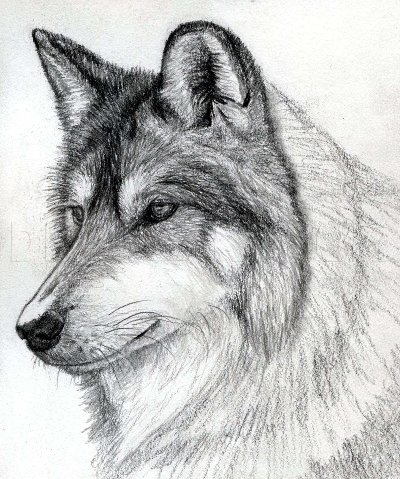 easy wolf drawings in pencil