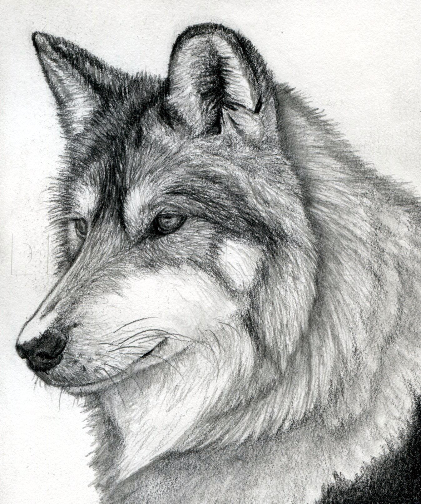 How To Draw A Wolf Head Mexican Wolf Step By Step Drawing Guide By Finalprodigy Dragoart Com