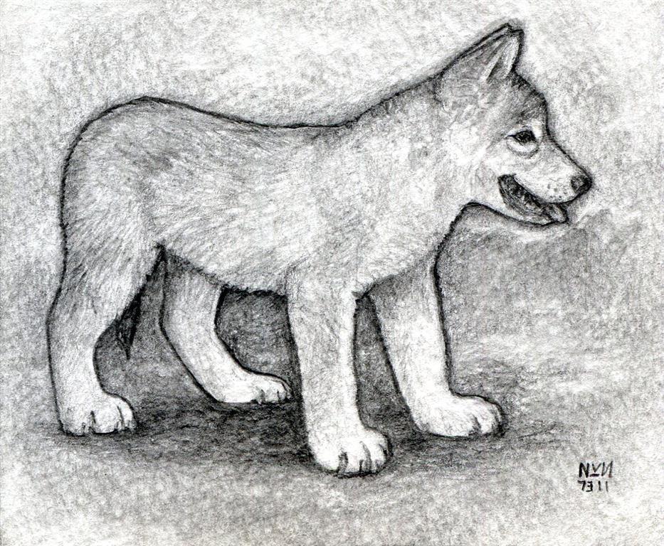 Drawings Of Wolf Pups