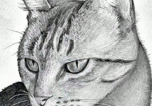 Draw Realistic Animals Trending Difficulty Any Dragoart Com