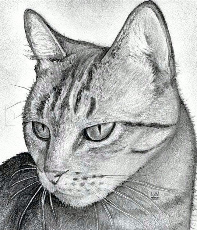 simple cat pencil drawing