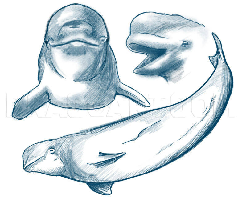 How To Draw A Beluga Whale, Step by Step, Drawing Guide, by Dawn - DragoArt