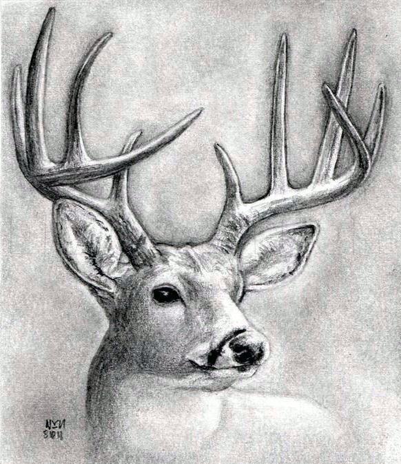 Sketch deer store drawing