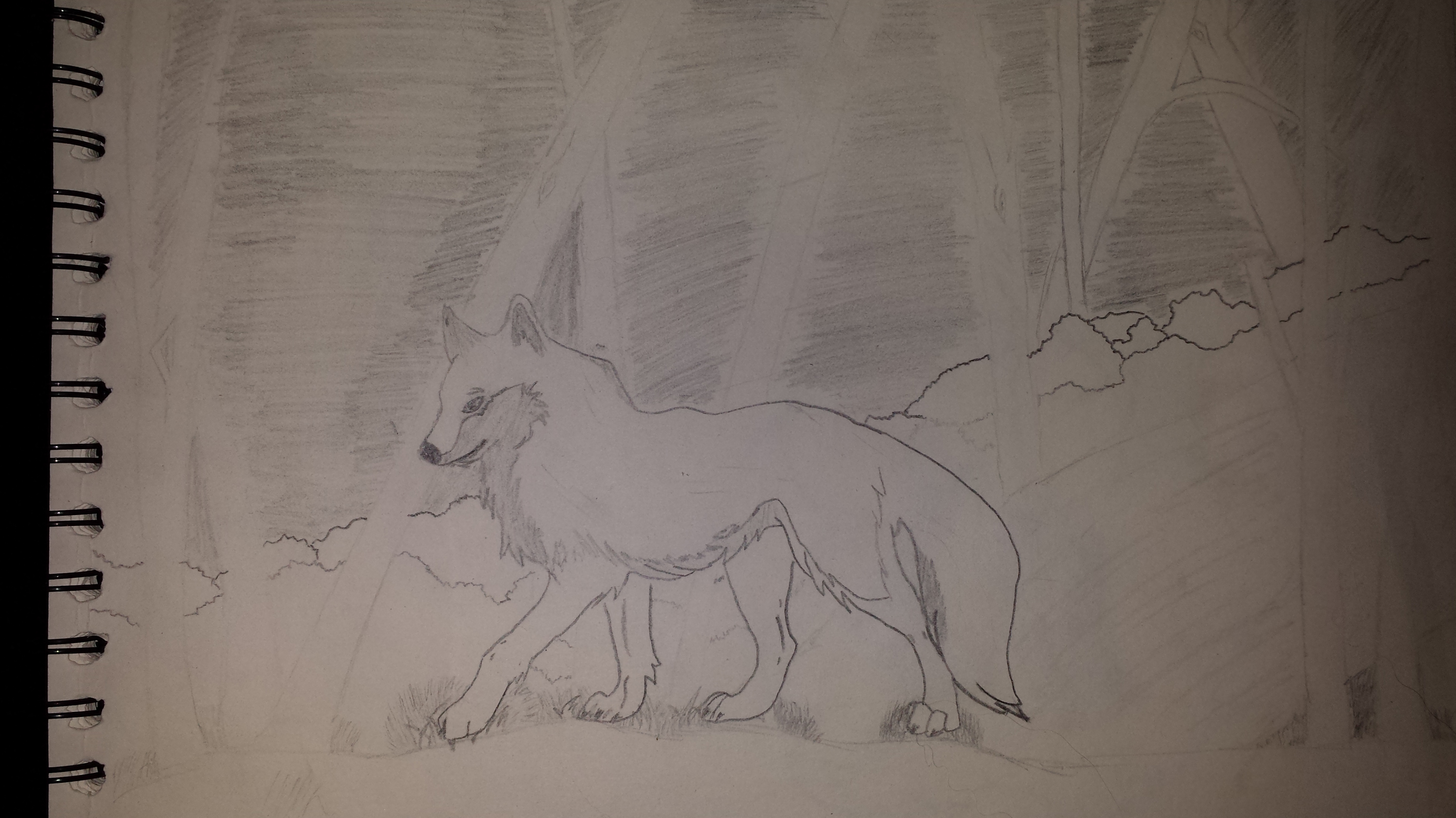 Wolf in Forest