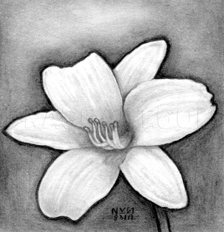 how to draw a real flower