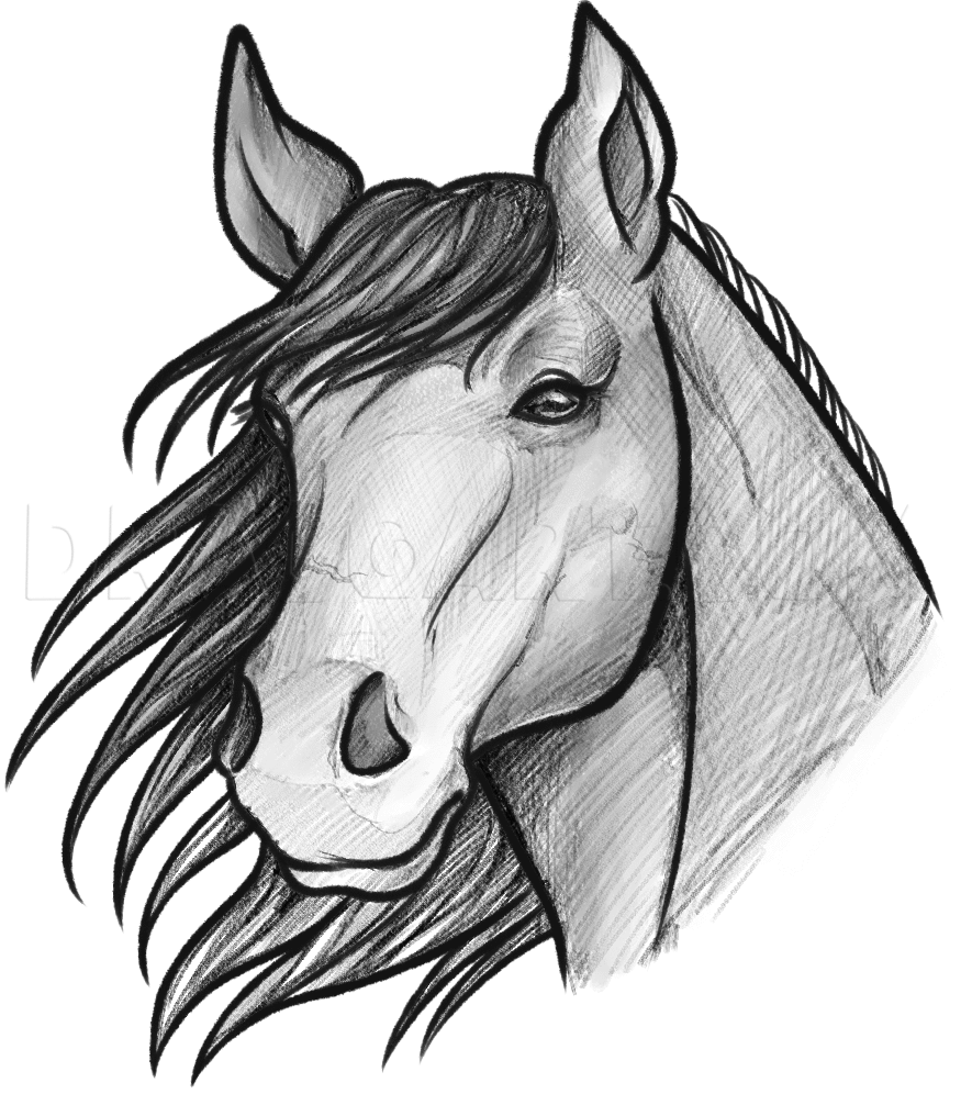 How To Sketch A Horse, Step by Step, Drawing Guide, by Dawn DragoArt