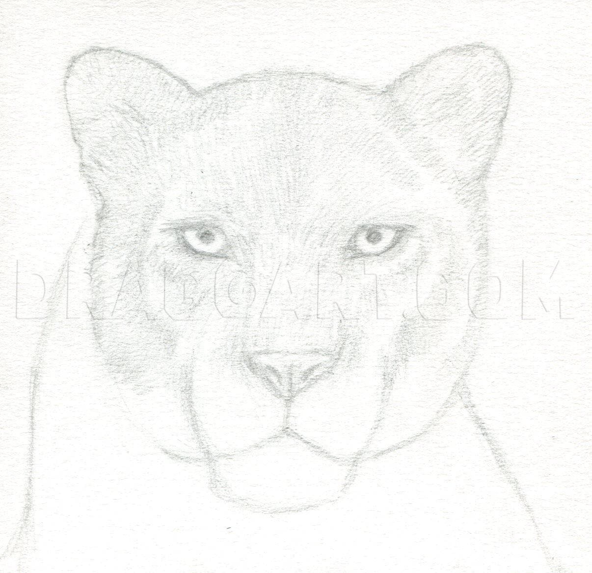 panther face drawing outline