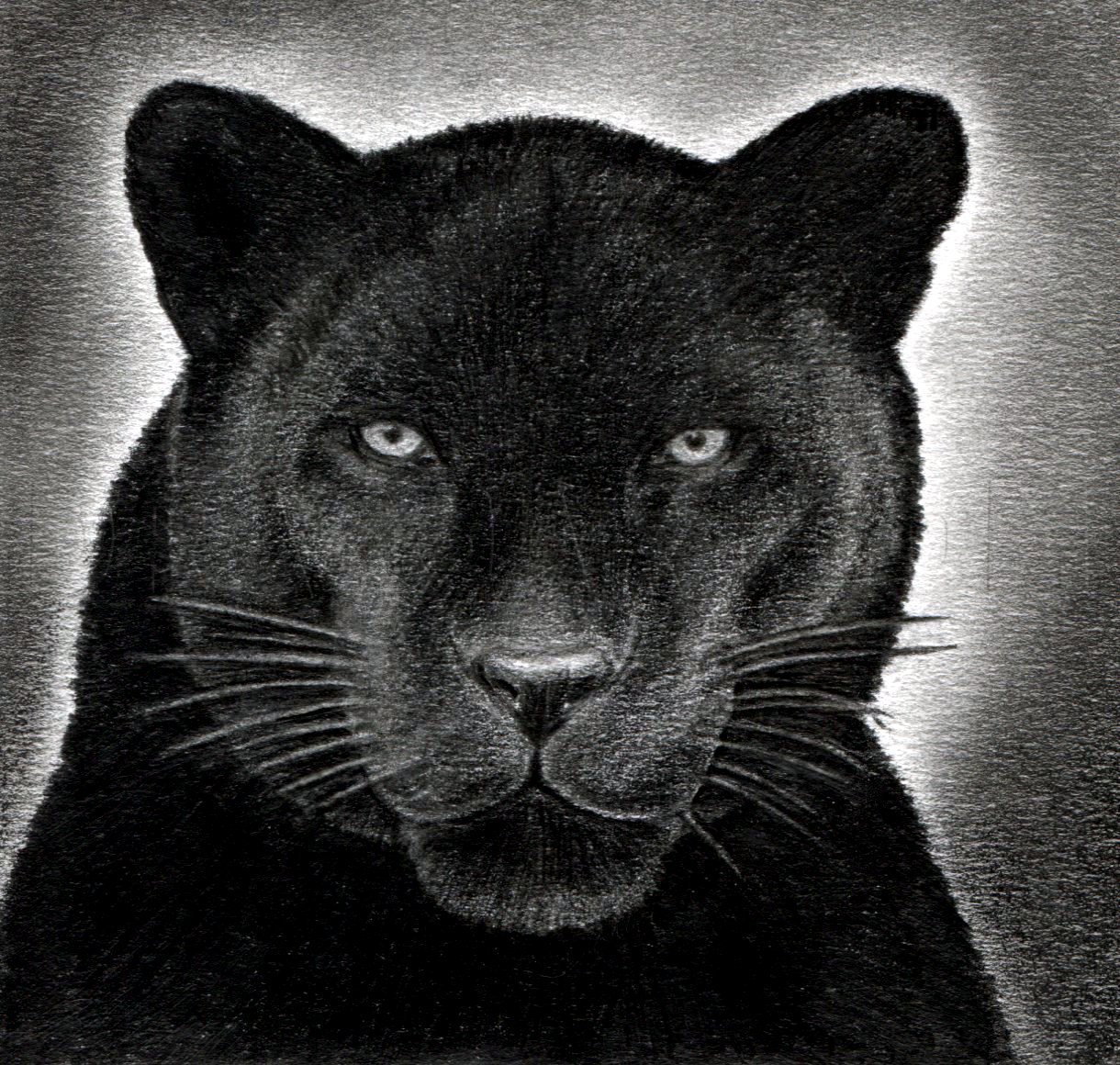 simple panther head drawing