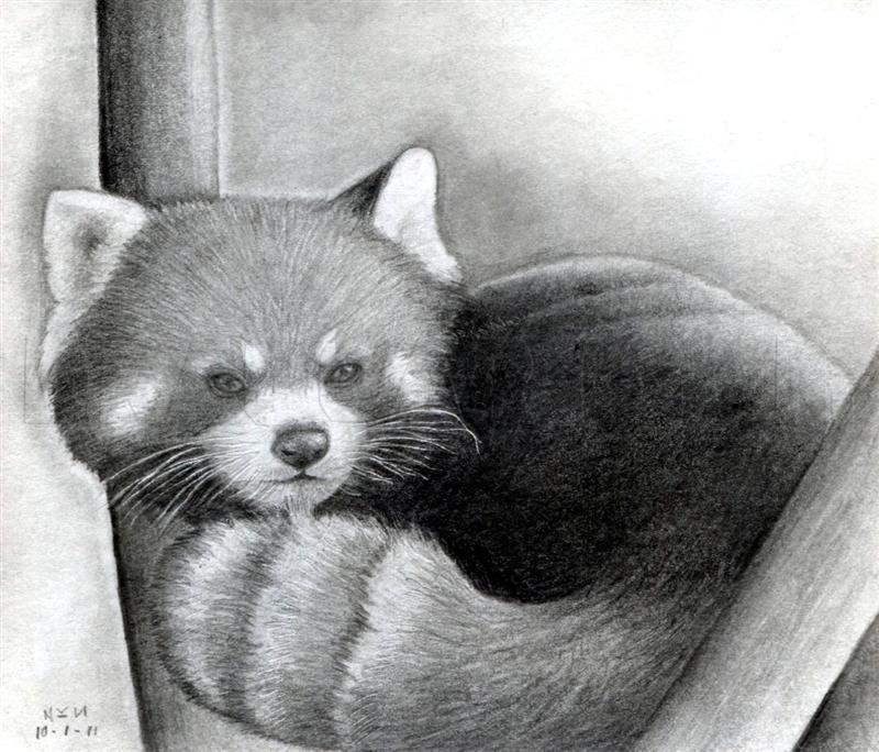 red panda pencil drawing