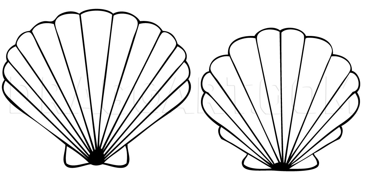 seashell drawing step by step