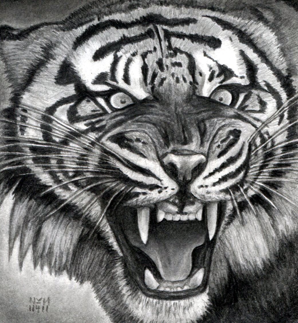 roaring tiger head drawing